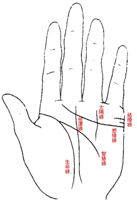 一字掌紋|【手相館】掌紋 (生命線、感情線、智慧線、婚姻線、太陽線、火。